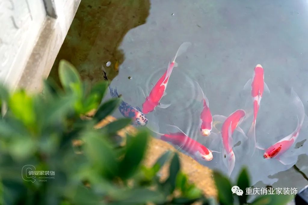 【实景】“连廊”变绝美空中花园，两套房一个家-22