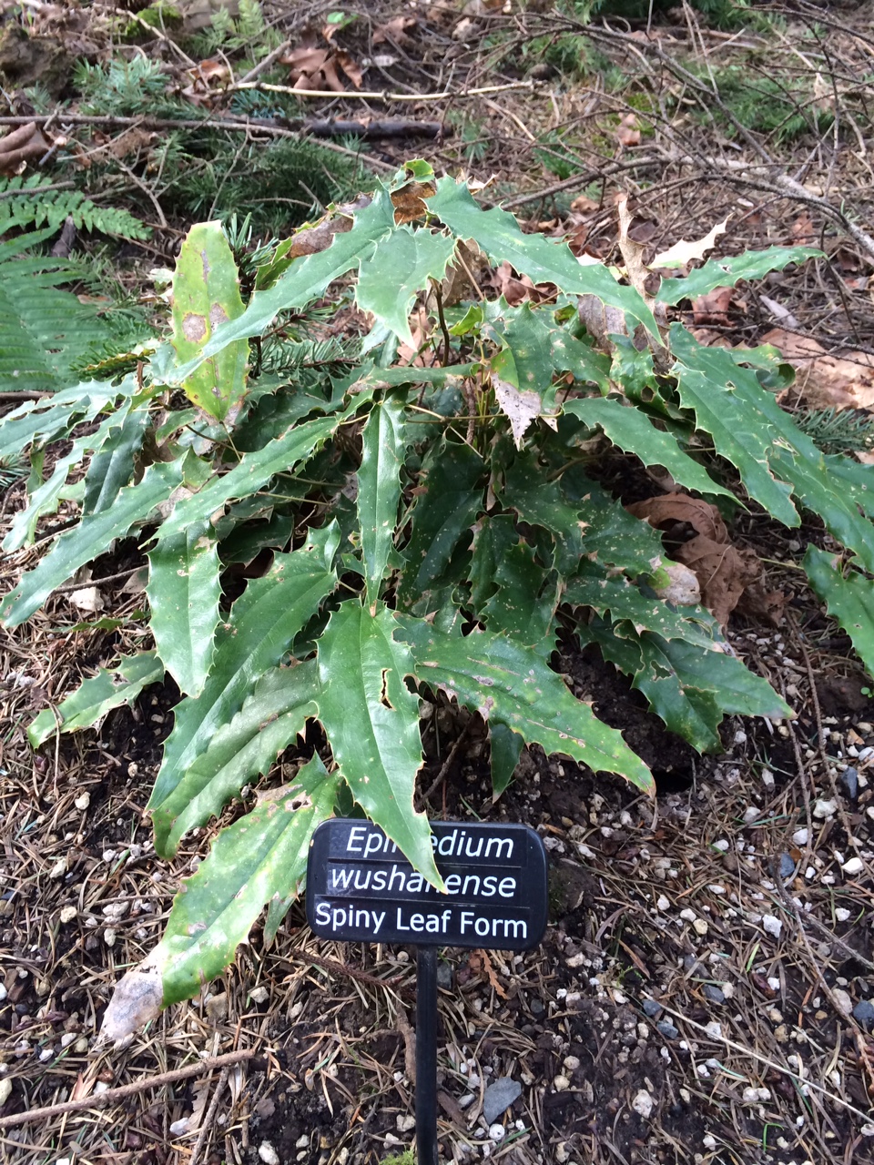 华盛顿公园喜马拉雅云林花园丨美国华盛顿-15