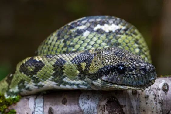 马达加斯加奇幻之旅丨LDD李杜设计-81