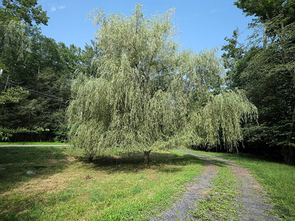 Luxury Rustic Airbnb Cabin Transformation-35