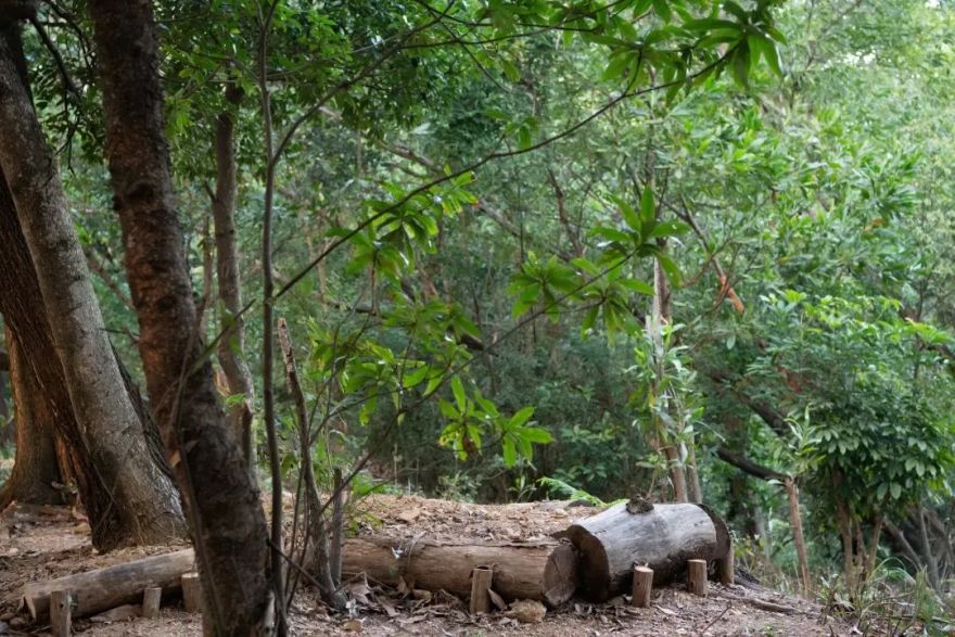 未名新作|山野有乾坤都市藏鲲鹏-深圳山海连城计划罗湖区东湖公园郊野径-莲塘口岸线-80