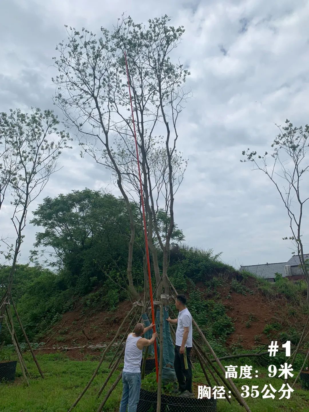 湖南衡阳 148 棵精品乌桕景观设计丨中国衡阳丨看见景观-5