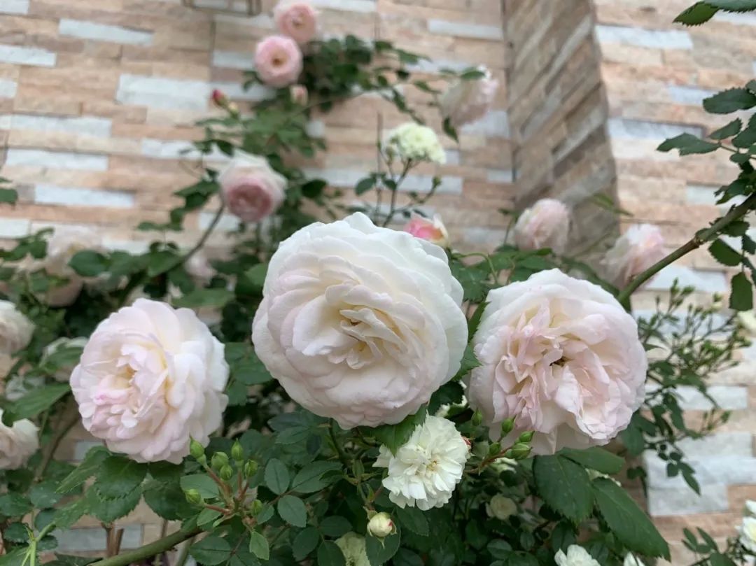 多一点浪漫 | 80、90 后的理想家居设计-69