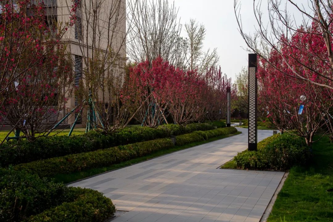 园路列植设计丨上景总工办-85