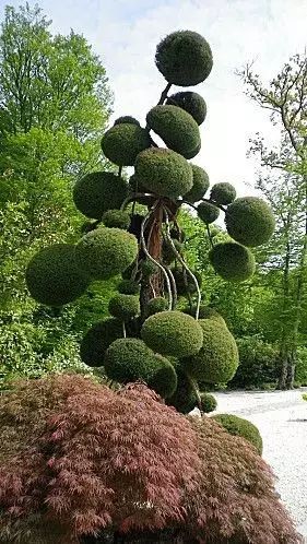 室内设计打造造型植物的独特魅力丨艺汉卿-3