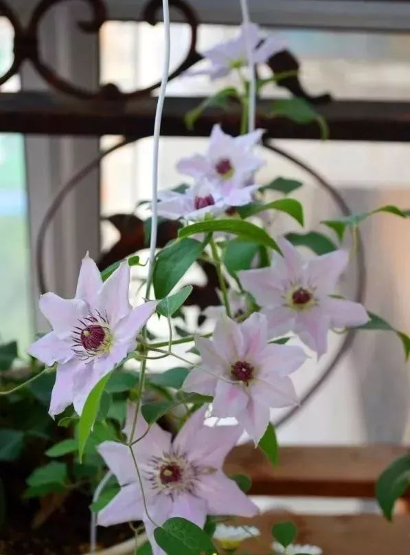 打造惊艳阳台,7 种花卉让空间焕发生机-32