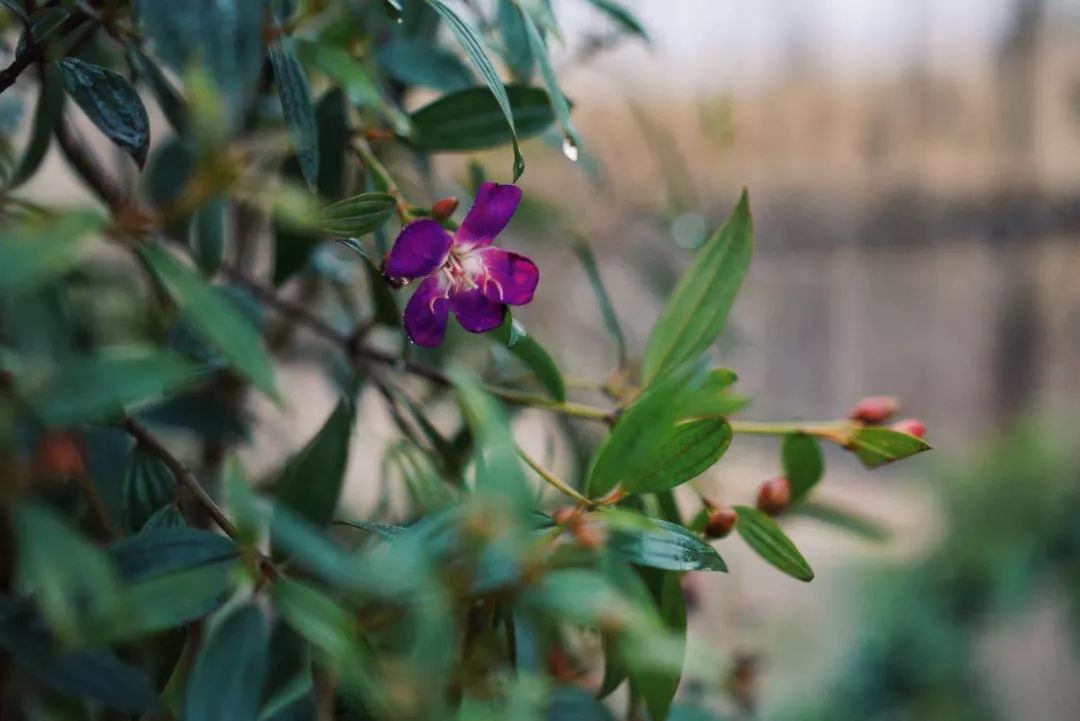 黄龙溪谷铂朗峰 | 乐梵造园的樱花盛开的别墅花园-91