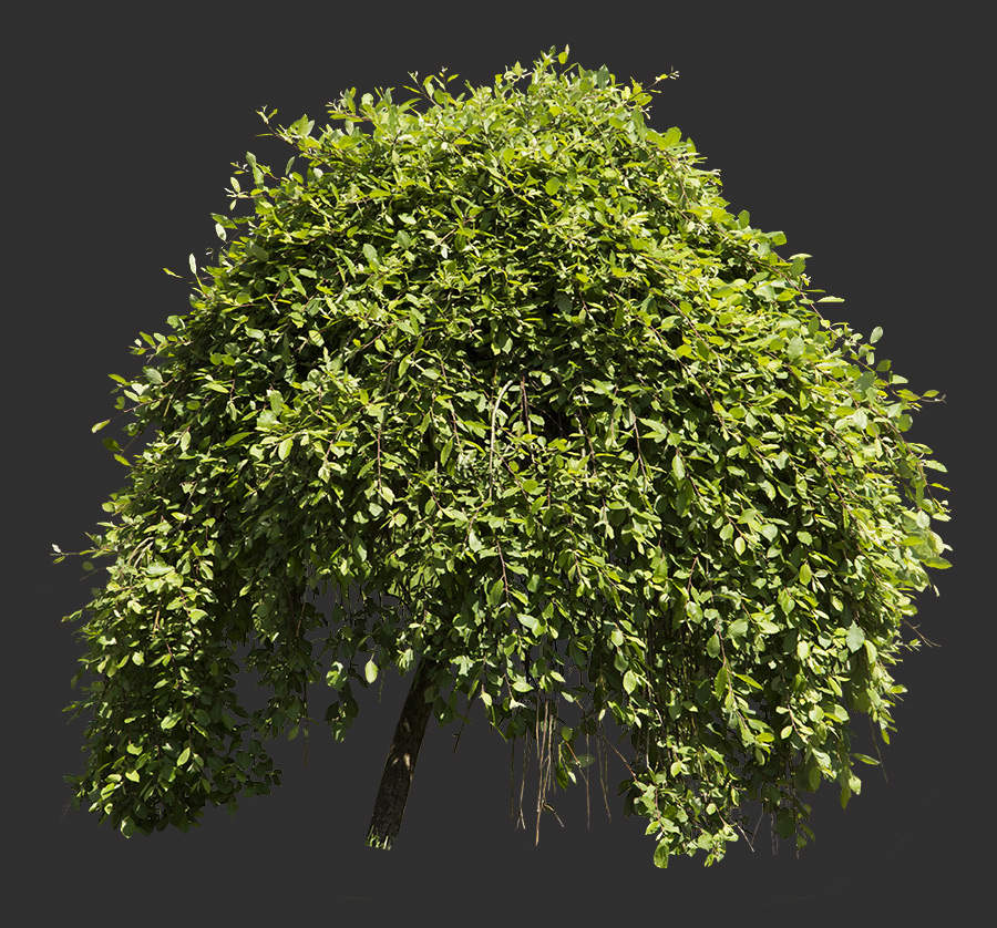 树木和灌木丛抠图-19