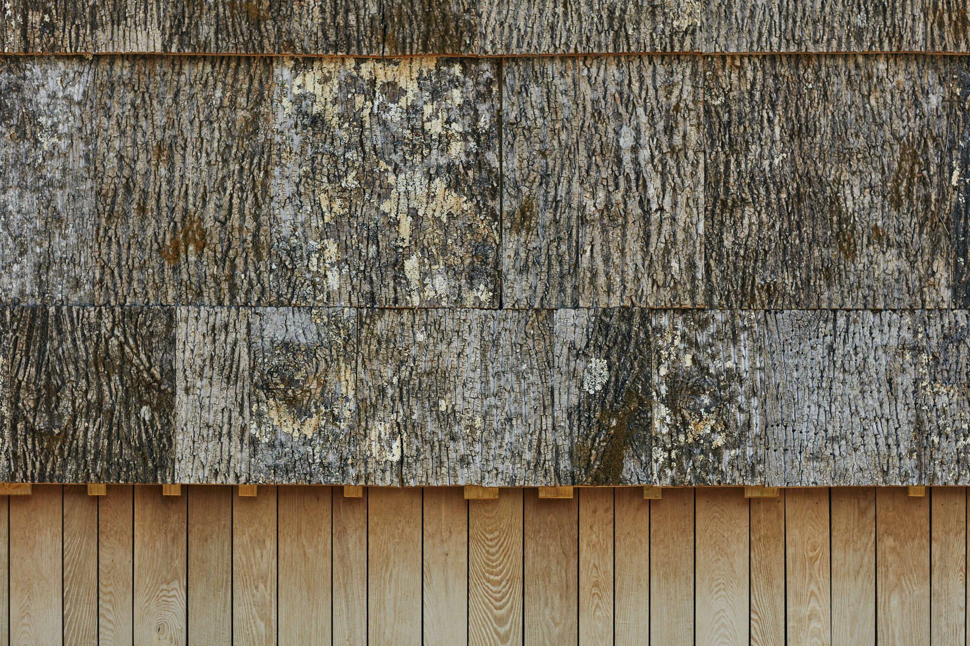 杨树丛丨美国华盛顿丨BLDUS-44