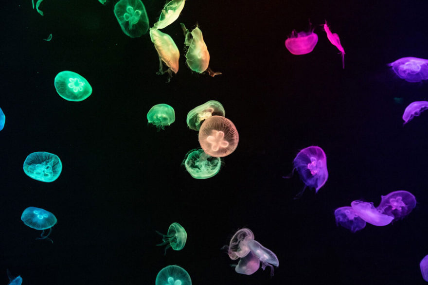 Georgia Aquarium Expansion, Atlanta, GA | Oculus Light Studio-7