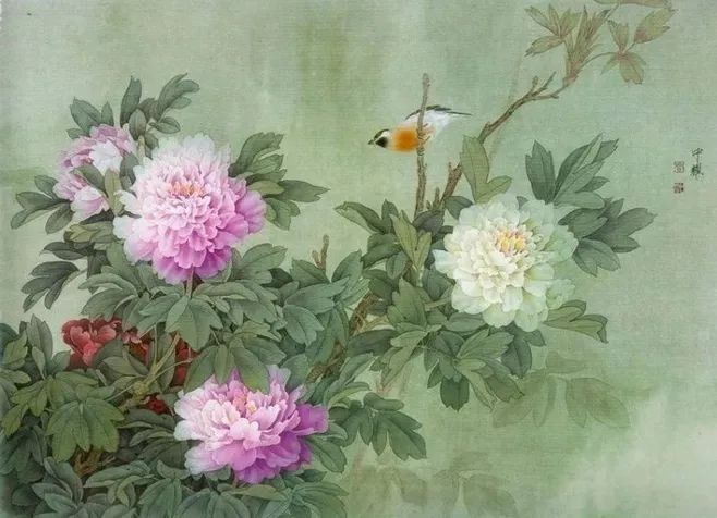 牡丹养护攻略 | 花园中的花中之王-1