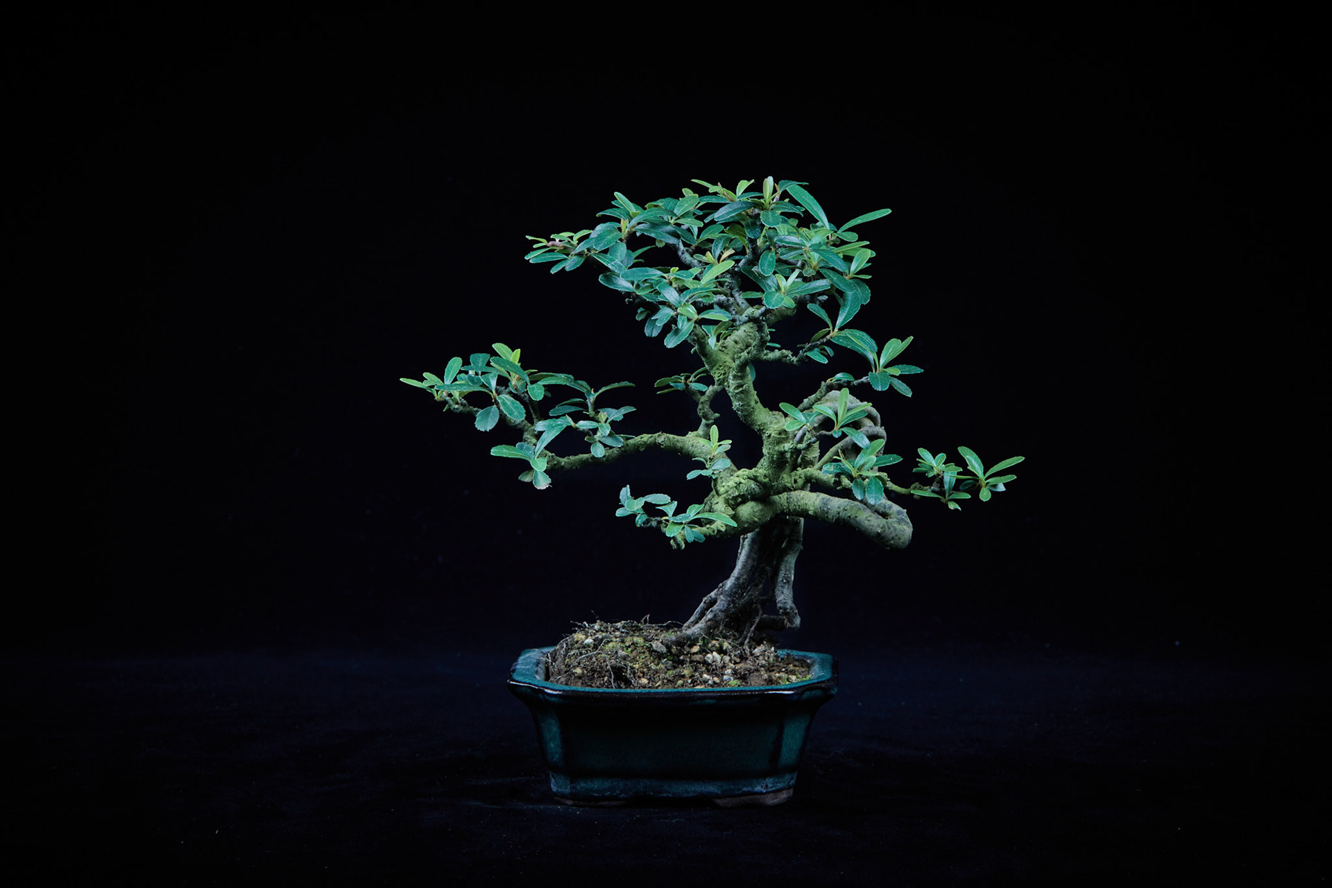 20~25公分小品盆栽-8