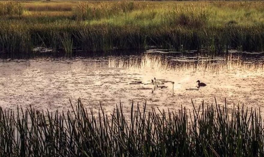 凤起花山 栖居乐鸣|绿城·武汉凤起乐鸣-10