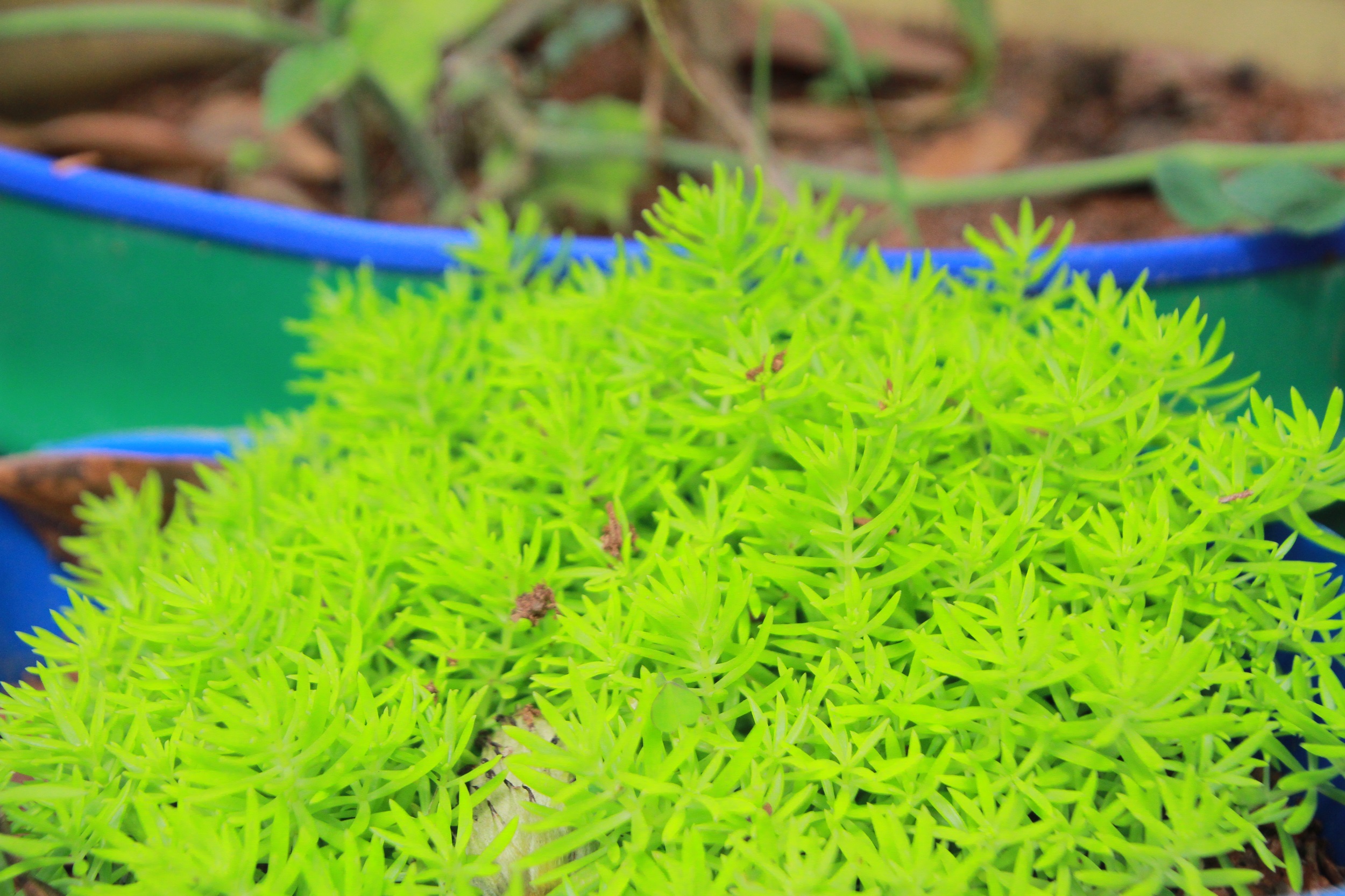 武汉脉动生态花园：一座由工厂废弃物建成的花园丨中国武汉丨盖娅朴门设计-36