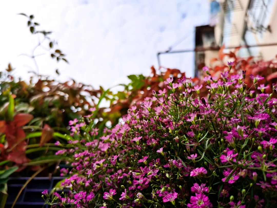 独居匠心，她把仅有10多㎡的小露台打造成成上海十佳“美丽阳台”之一！-21