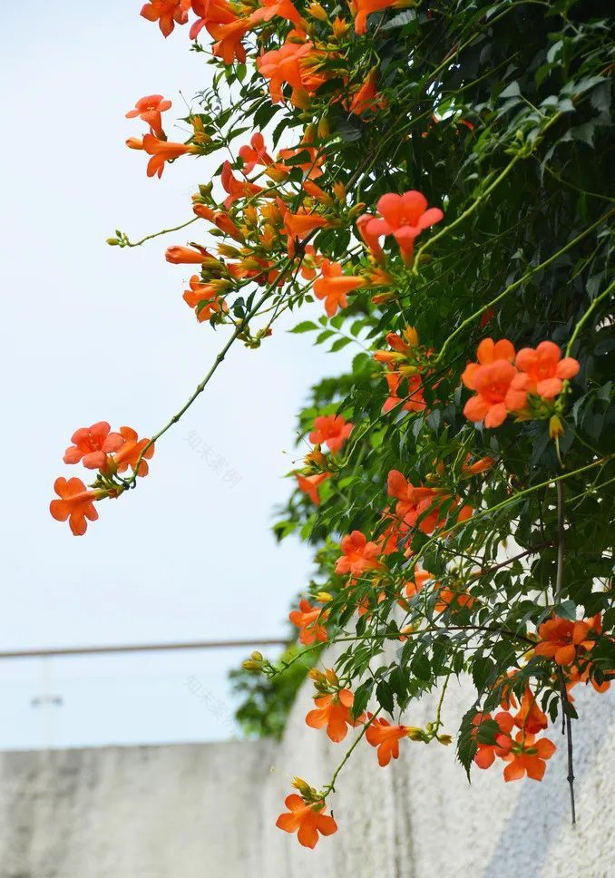 紫葳科瑰宝,凌霄花的魅力与应用-26