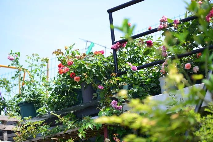 她在楼顶悄悄建了一座梦想花园，美翻了！这才是把日子过成诗的样子-185