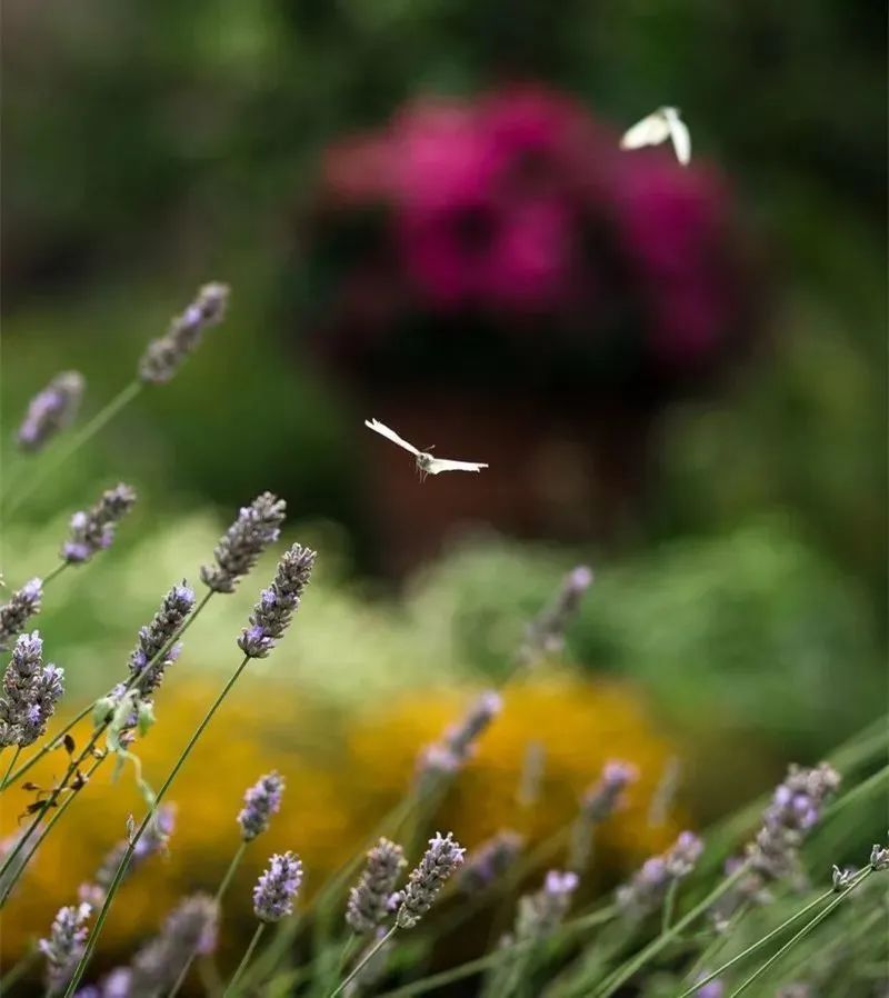 海格罗夫庄园 | 查尔斯王子的世外桃源-94