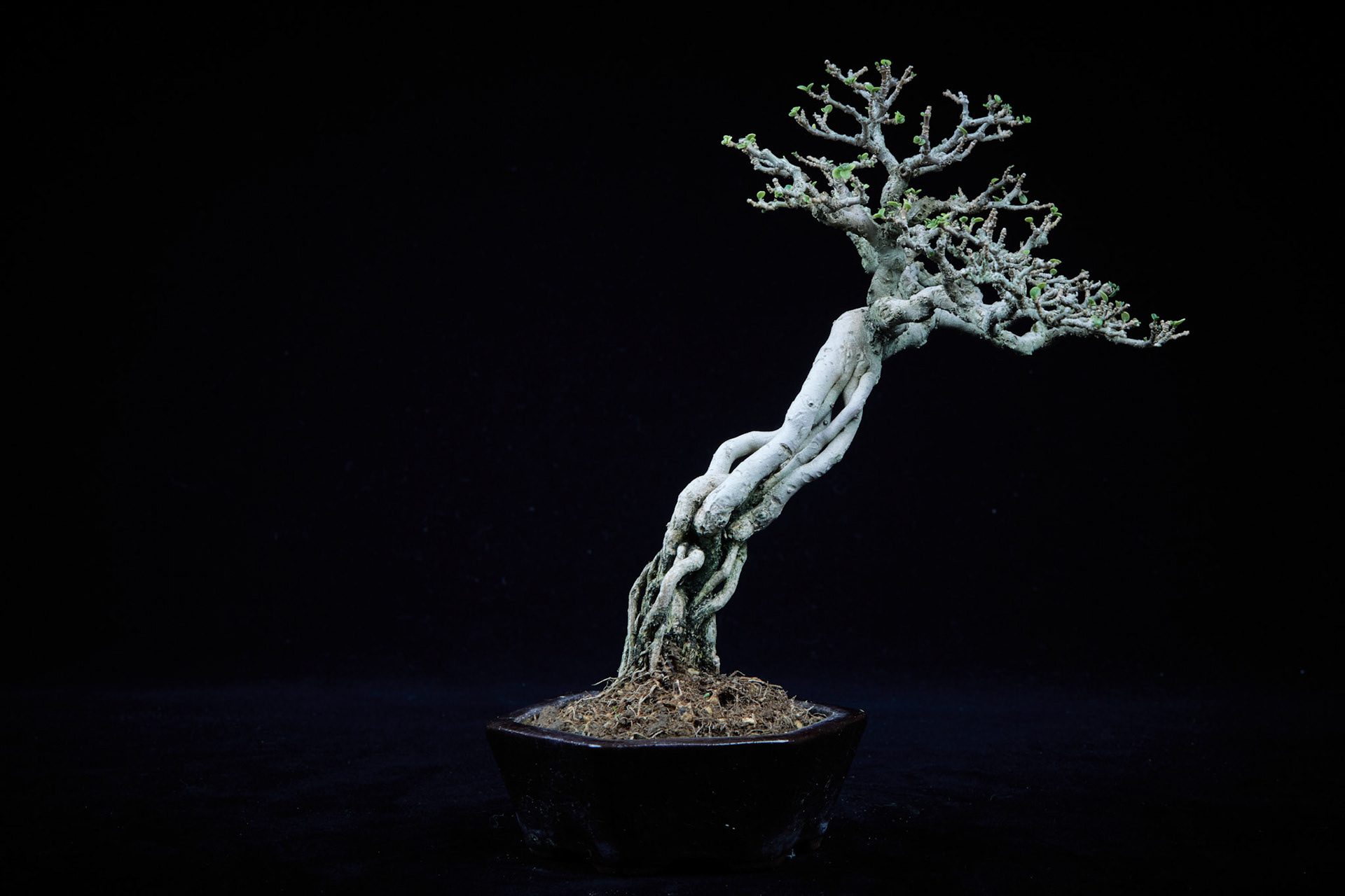 20~25公分小品盆栽-15