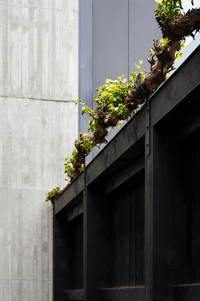 Custom Grape Vine - B.E Architecture-4