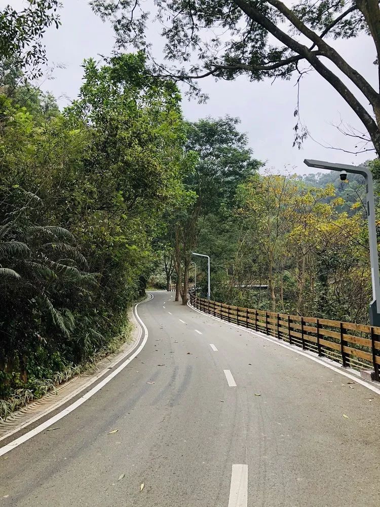 深圳最美绿道丨森林悦跑等你来-17