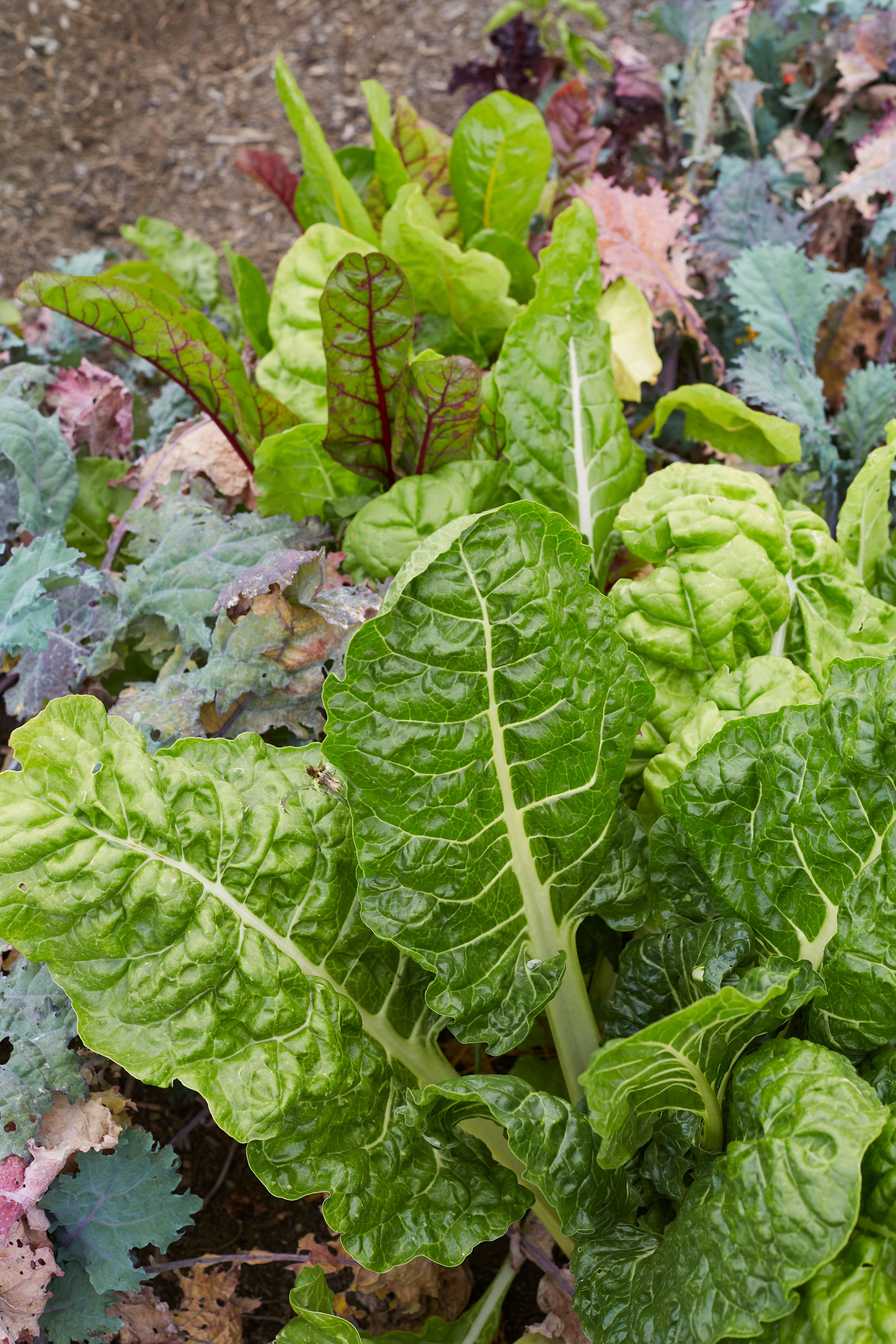 丨新西兰奥克兰丨Xanthe White,James Walkinshaw-16