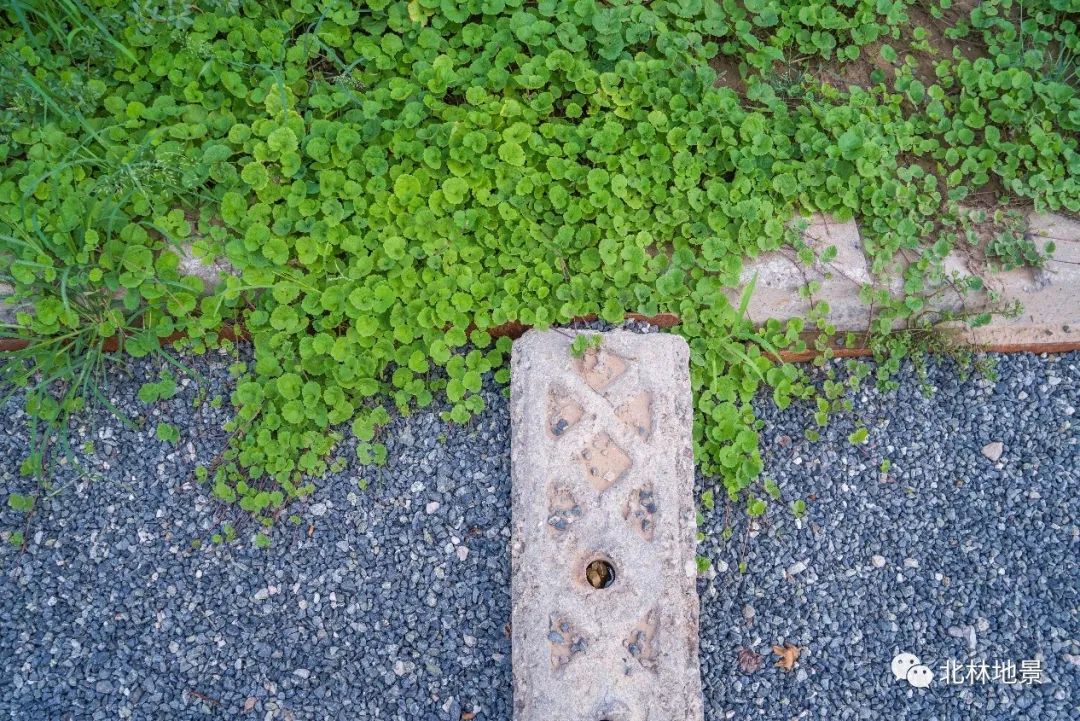 城市绿心 · 化工厂到生态绿核的修复设计丨中国北京丨北京北林地景园林规划设计院有限责任公司-50