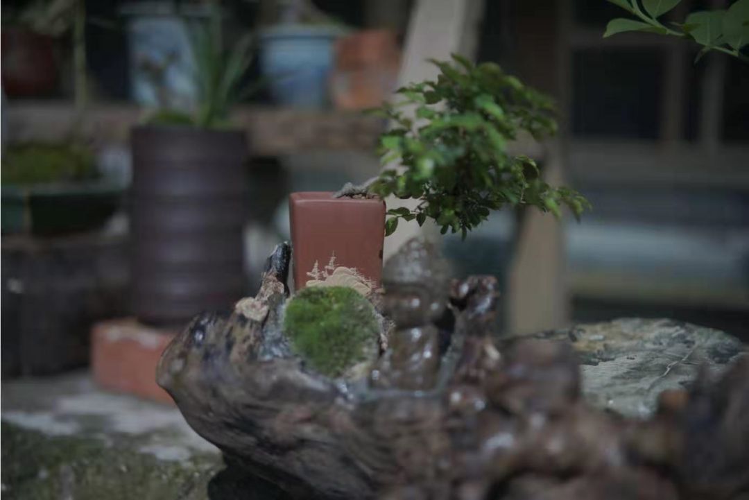 盆景艺术 | 寂静的诗,立体的画-7
