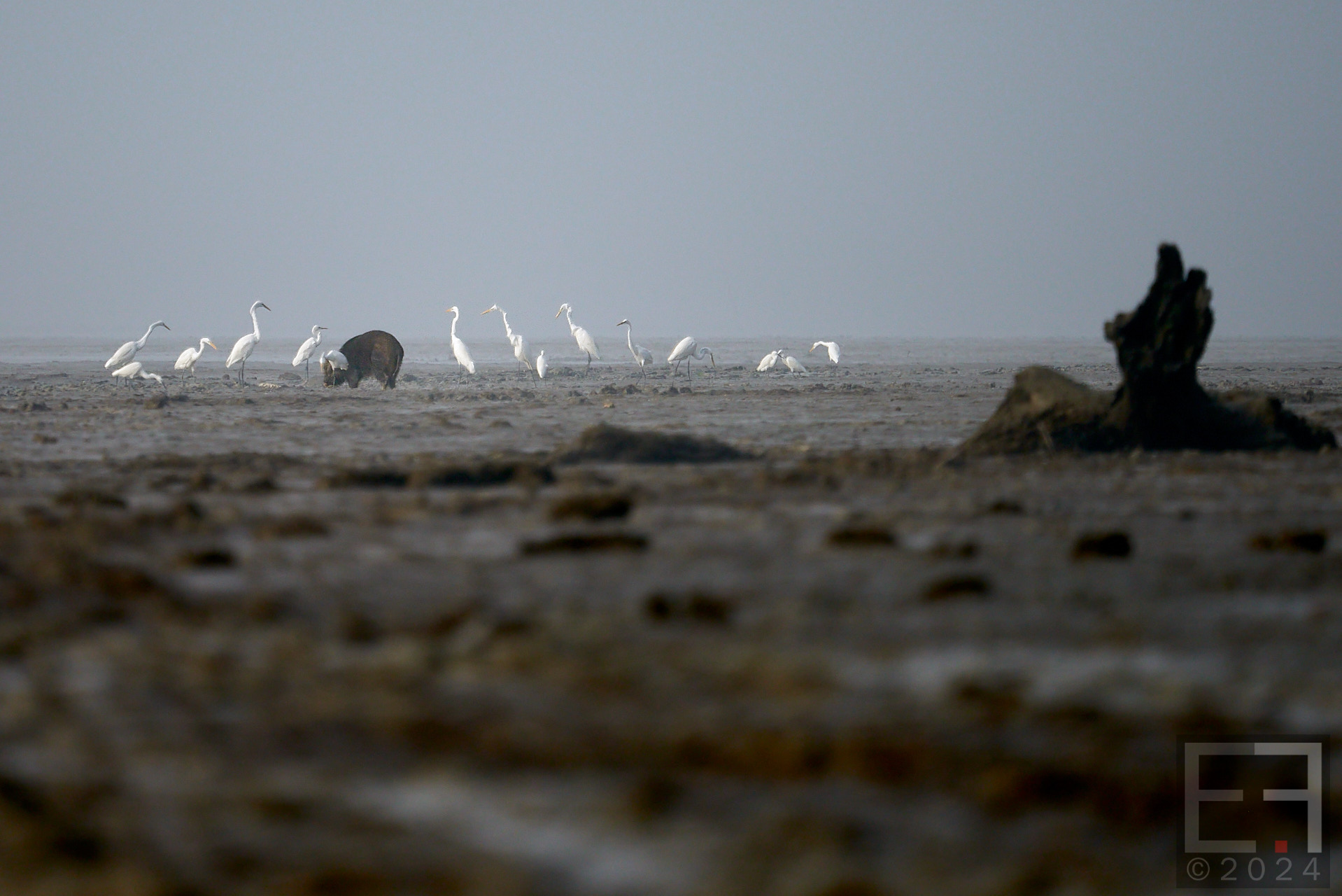 孟加拉国孙德尔本斯红树林保护与开发-8