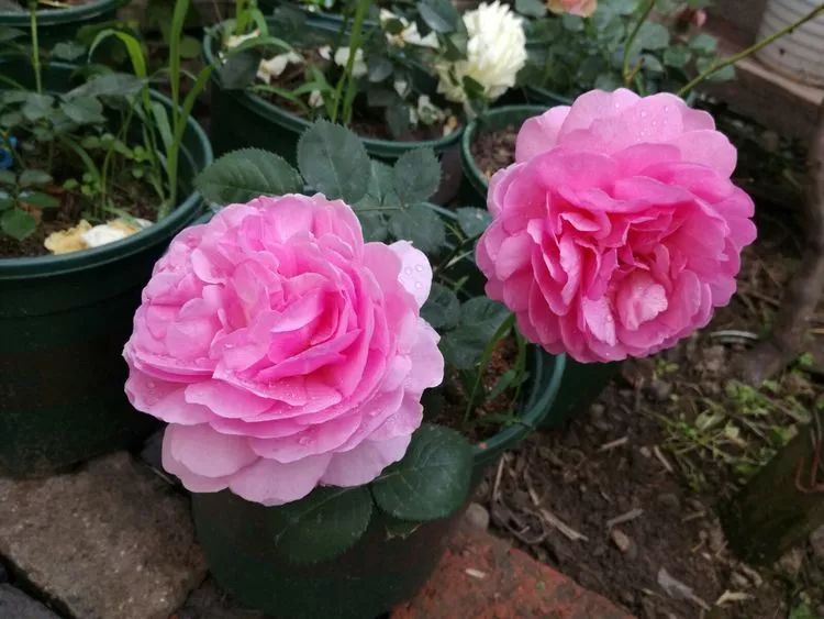 大叔也爱养花，3天造出个小花园，一分钱没花！-61