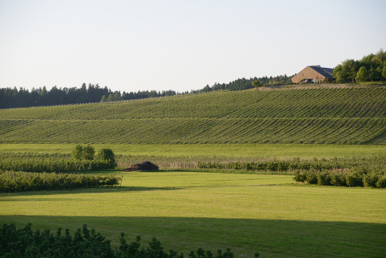 Weingut Schmidt am Bodensee | Windery | Ludescher + Lutz Architekten-27