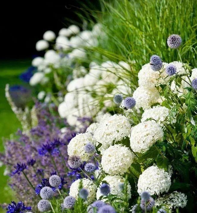 花园植物养护篇·绣球-100