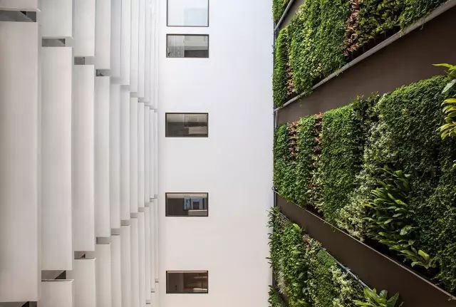 绿先生 | 把热带雨林搬进城市的垂直花园之父-1