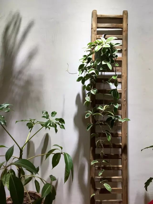 两个小女生，造了一间全镇上最文艺的花房，从此与花草为伴-92