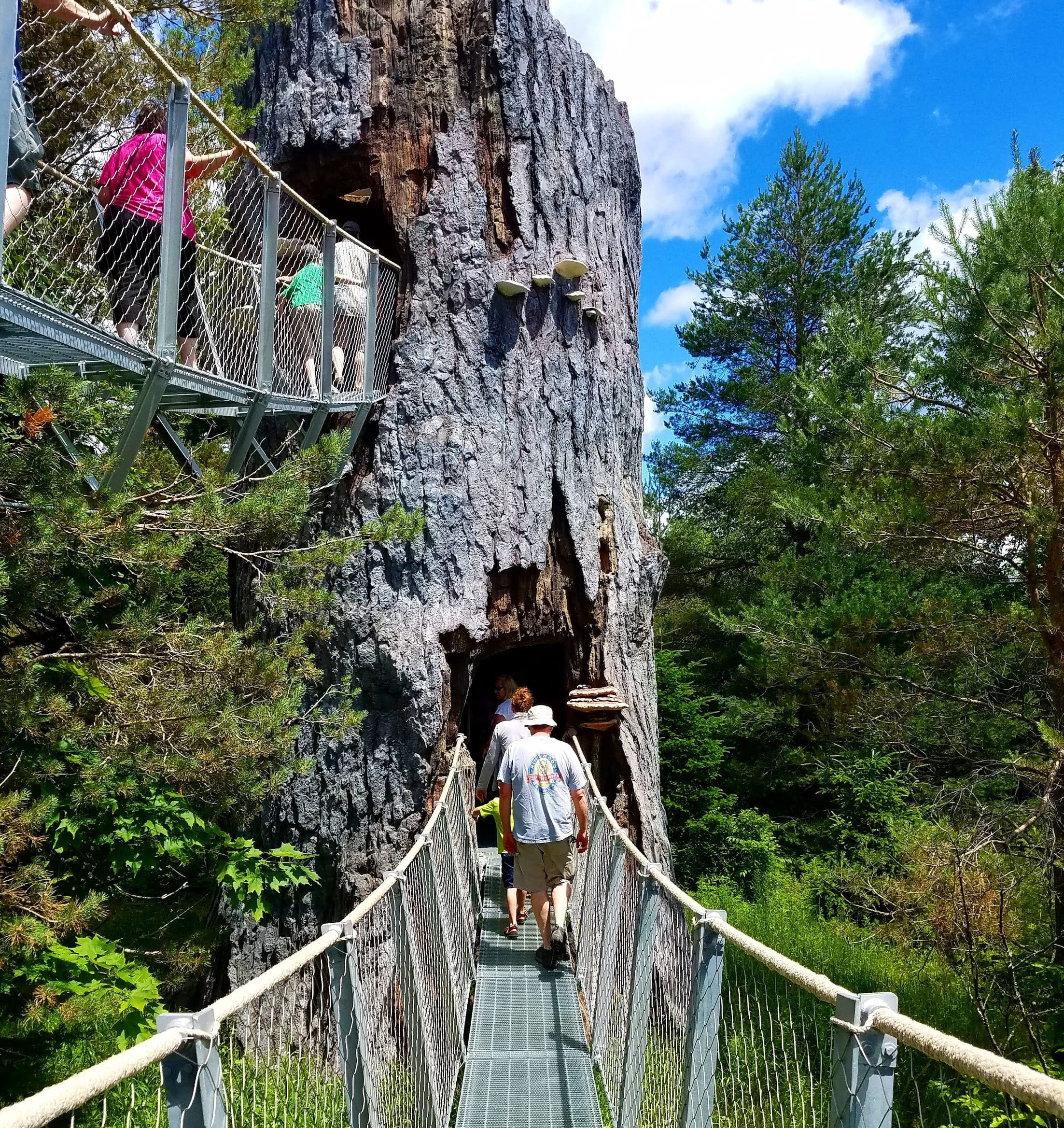 阿迪朗达克斯野生步道丨查尔斯·雷伊-22