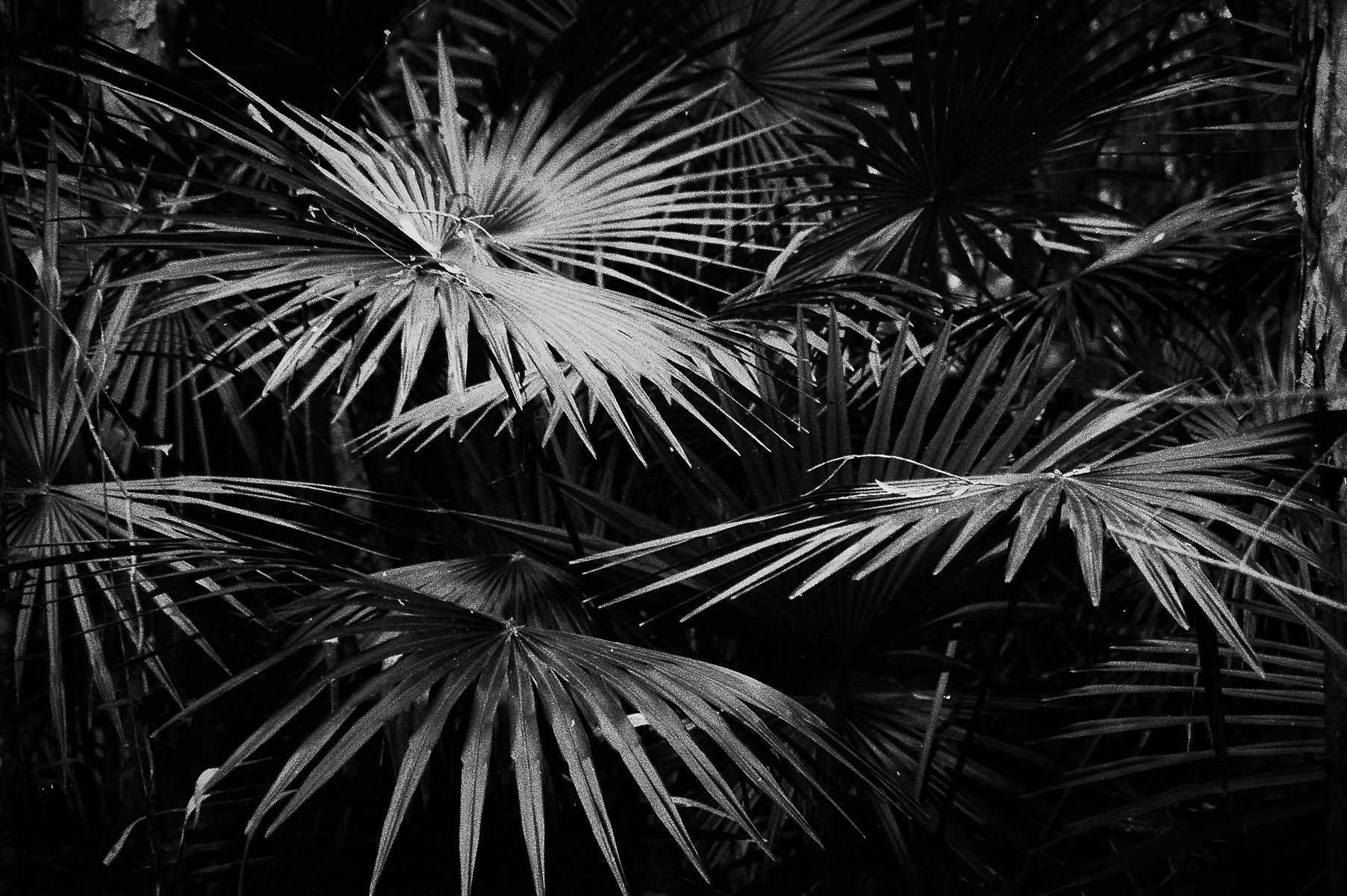 Images From Near Home - Fomapan 400-4