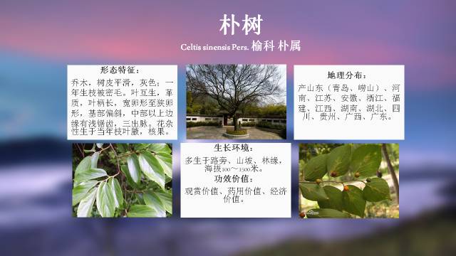 秋凌景观陪伴你学习的第3128天-6