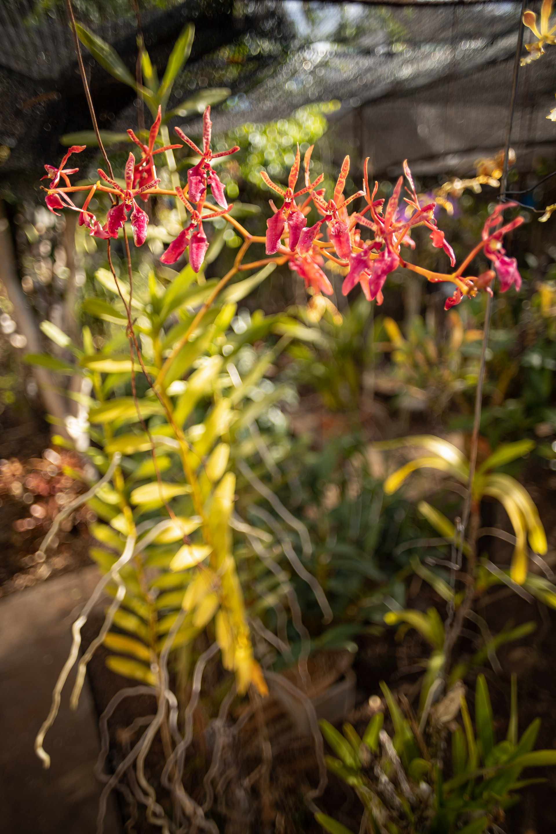 室内植物设计-47