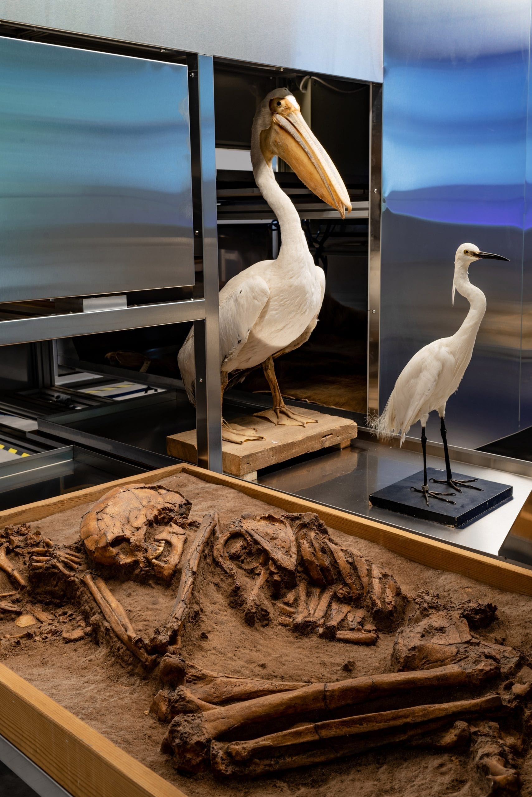 以色列在威尼斯建筑双年展上展示人类骨骼和动物标本-8