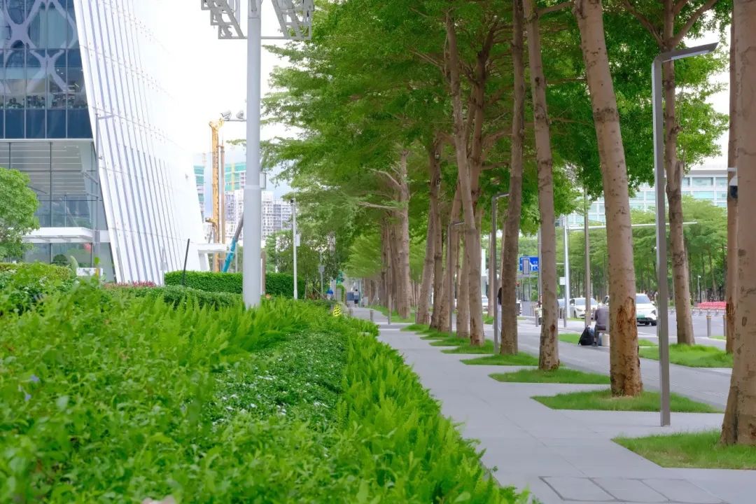 宝安中心区核心路段改造设计再次斩获国际大奖-22