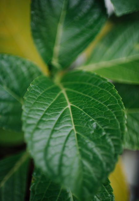 赫斯基森项目  GNK景观设计公司（这里GNK为特定名称，若无更多背景难以更精准翻译，推测一般为专业领域的公司名称，Landscapes可理解为景观设计公司等相关含义） -45