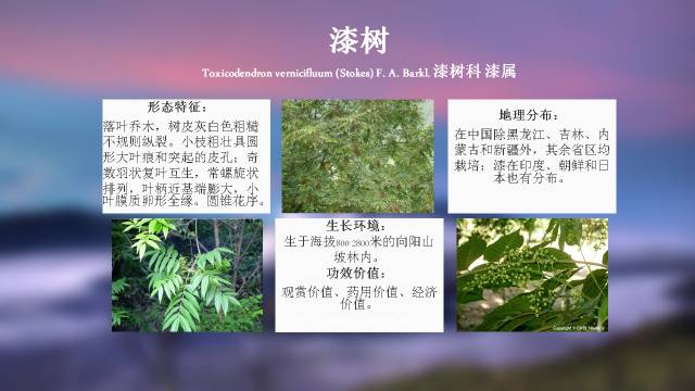 秋凌景观陪伴你学习的第3128天-18