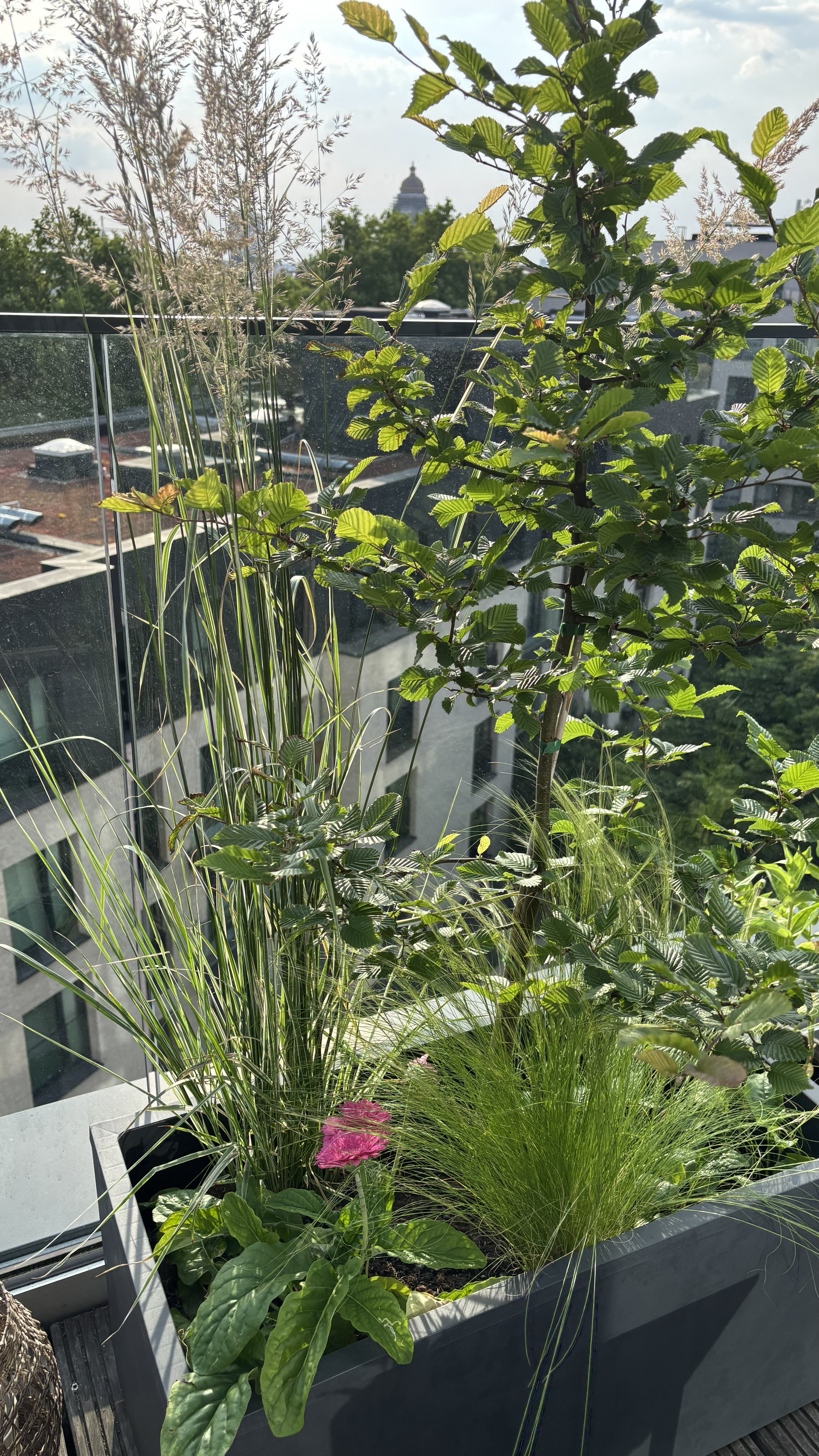 Ixelles Balcony Transformation-5