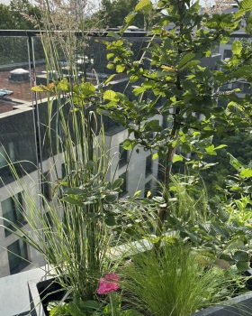Ixelles Balcony Transformation