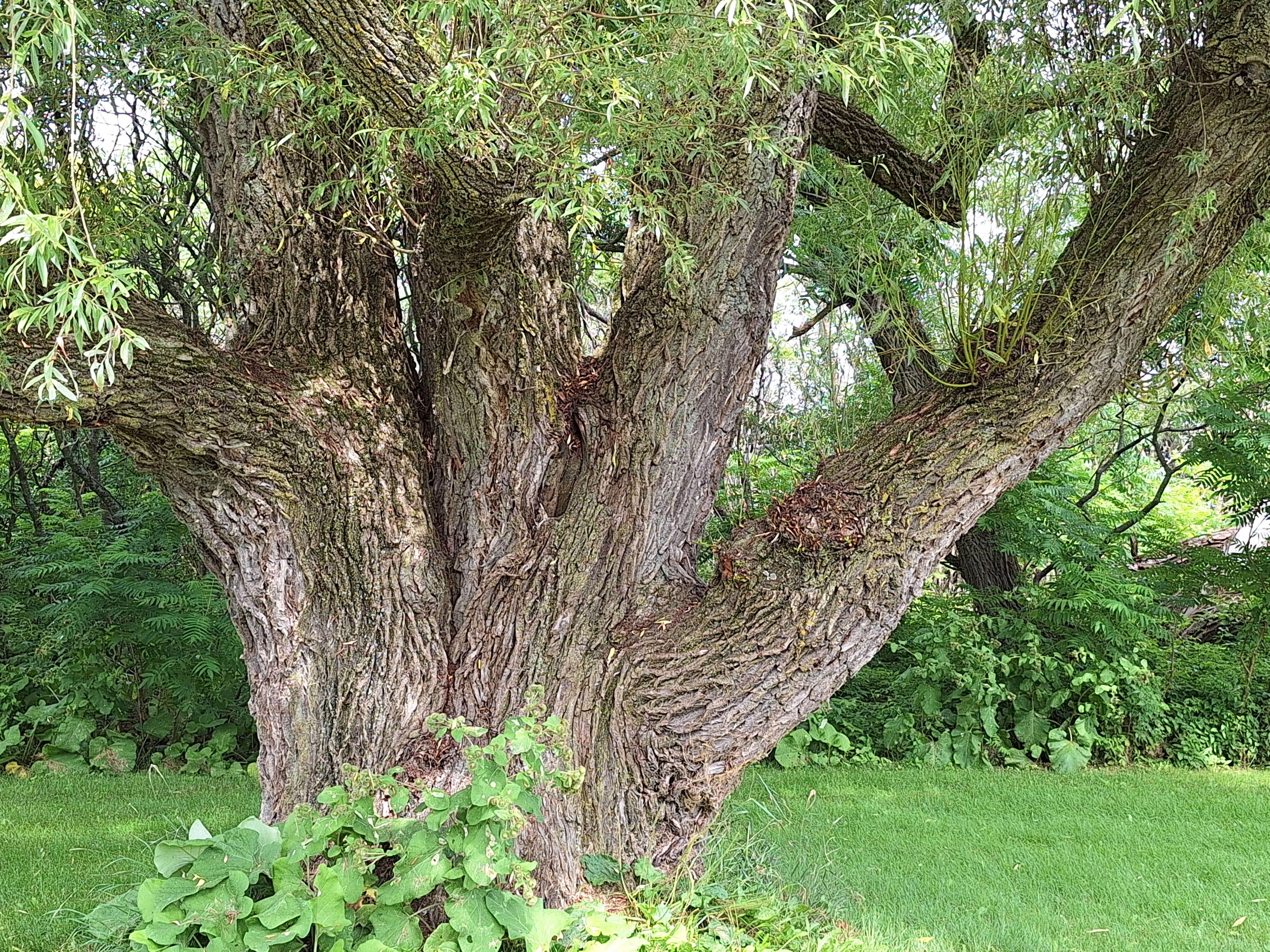 世界上的树木丨Sylvie D.-151