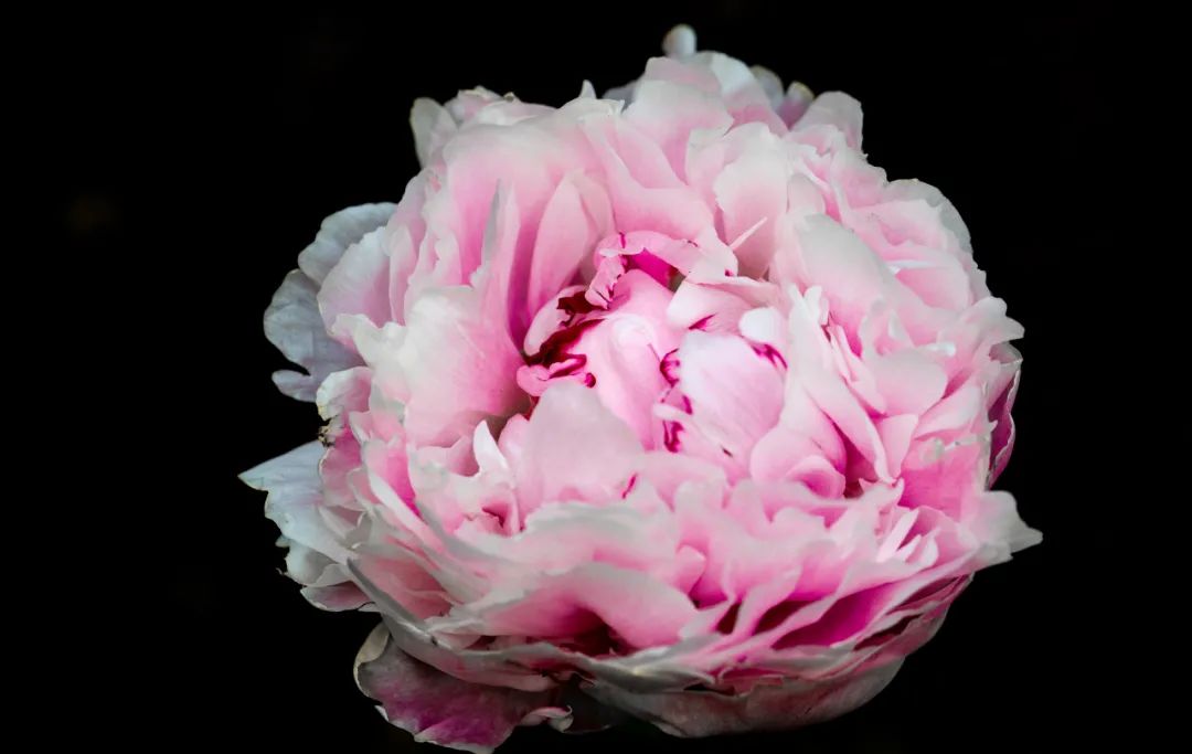 上海商船会馆花园丨中国上海丨上海北斗星景观设计工程有限公司-106