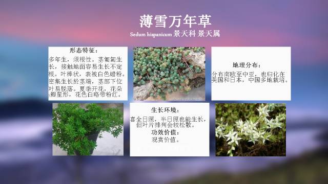 秋凌景观陪伴你学习的第3128天-83