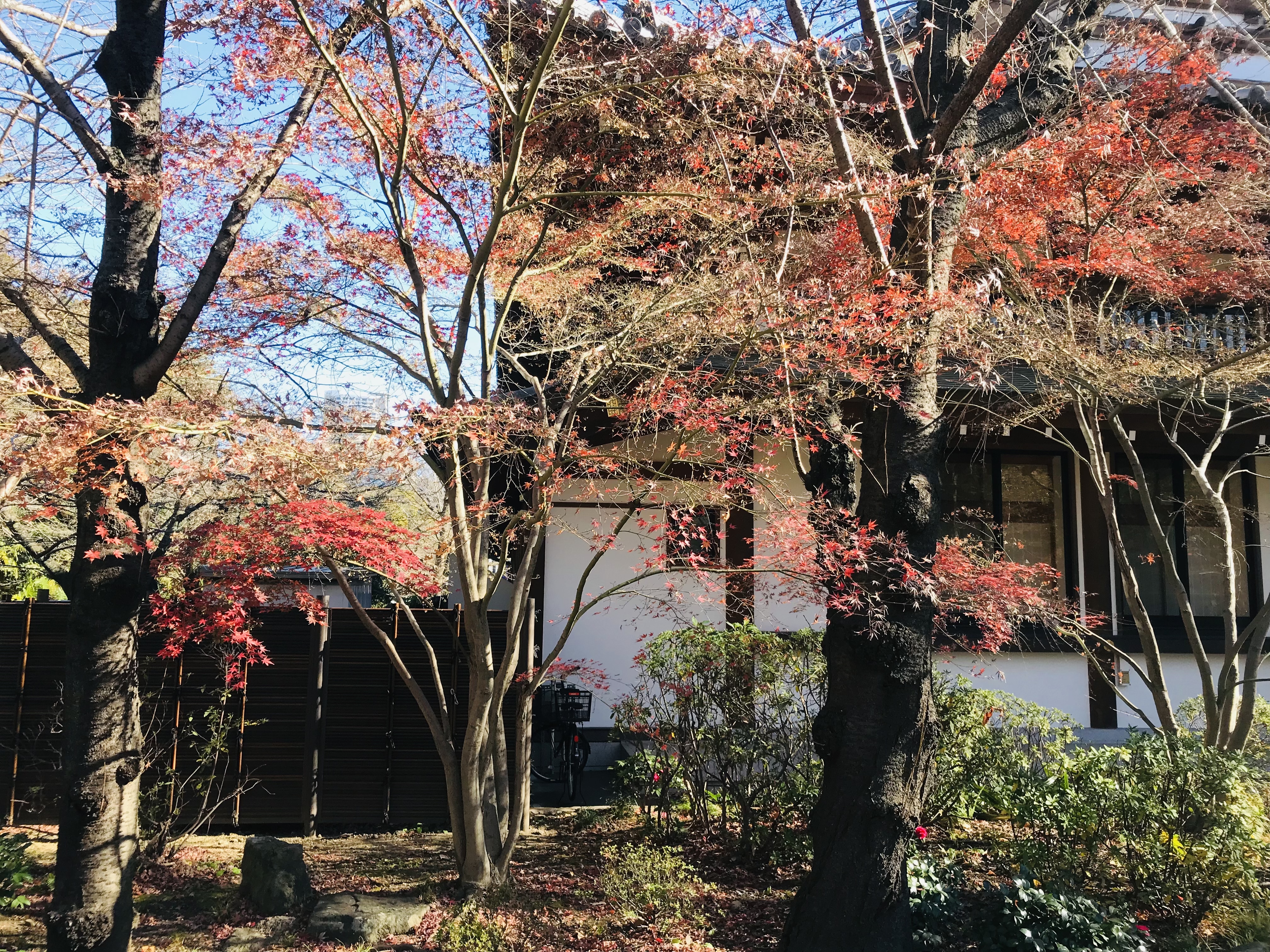 増上寺 （令和６年１月４日）Zojoji at Shiba Park-19