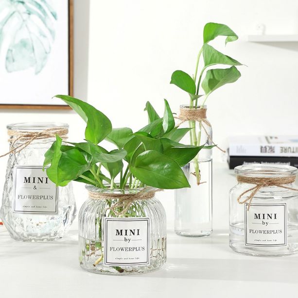 家居绿植摆放技巧，打造清新空间-4