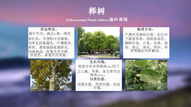 秋凌景观陪伴你学习的第3128天-12